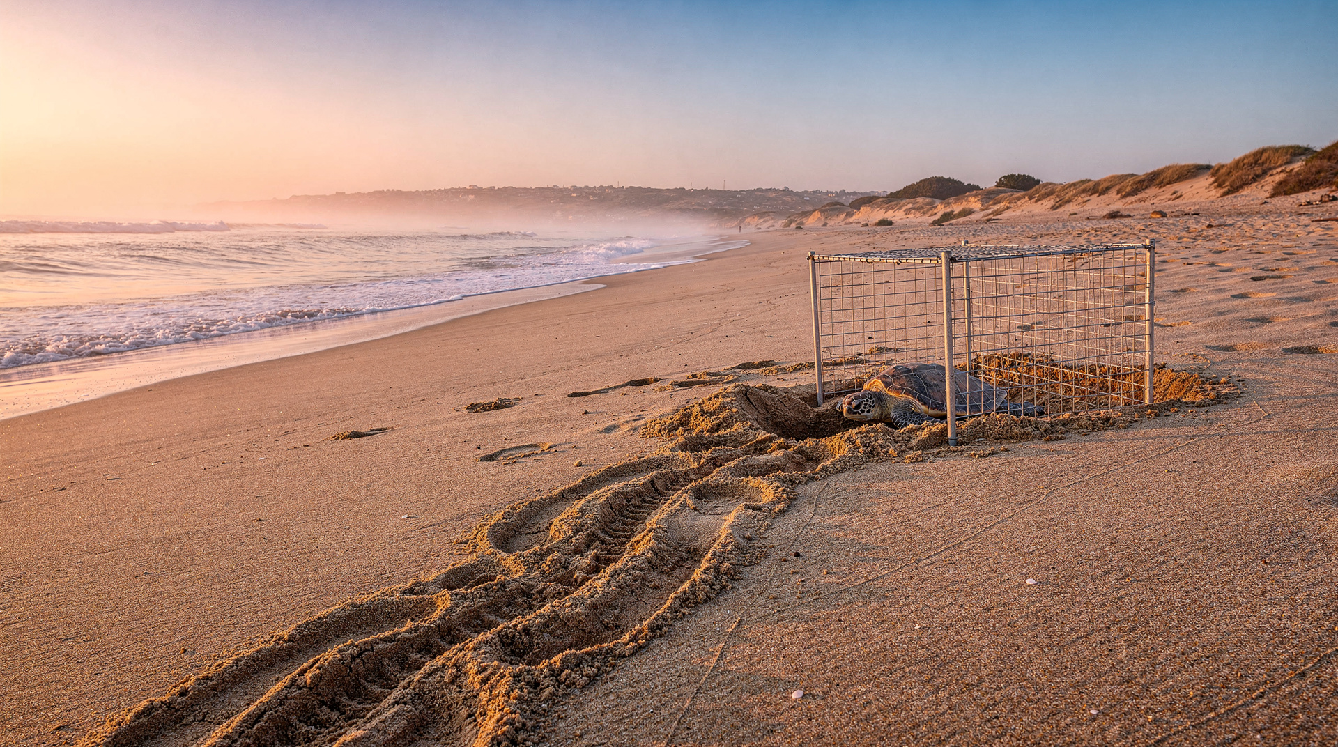 Lara Beach and sea turtles: the Akamas nesting guide